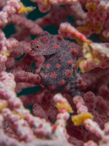 Pygmy Sea Horse - Full Frame.
At Home in it's Fan by Jan Morton 